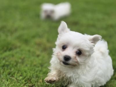 Four gorgeous little Maltese puppies in Limerick are looking for their next adventure❤️