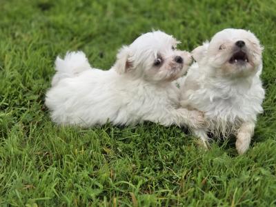 Four gorgeous little Maltese puppies in Limerick are looking for their next adventure❤️