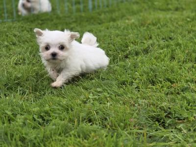 Four gorgeous little Maltese puppies in Limerick are looking for their next adventure❤️