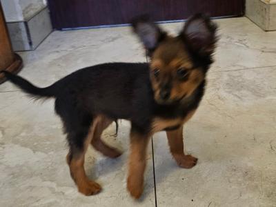 IKC Registered long haired Russian Toy Terrier puppies in Clare