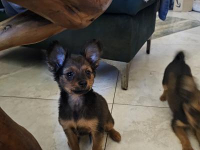 IKC Registered long haired Russian Toy Terrier puppies in Clare