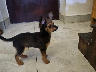 IKC Registered long haired Russian Toy Terrier puppies in Clare