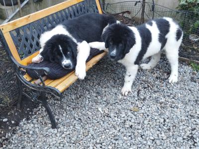 Newfoundland X puppies in Wicklow