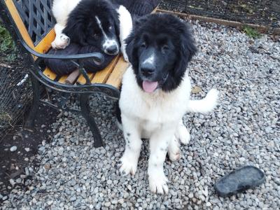 Newfoundland X puppies in Wicklow