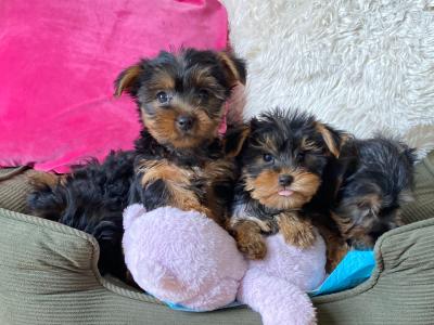 Purebred small Yorkshire Terrier puppies ❤️ in Meath