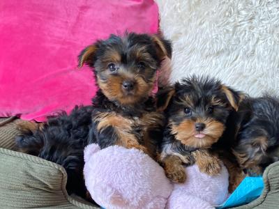 Purebred small Yorkshire Terrier puppies ❤️ in Meath
