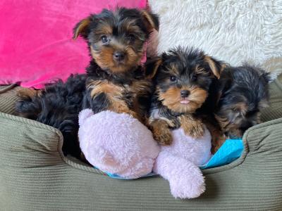 Purebred small Yorkshire Terrier puppies ❤️ in Meath