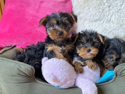 Yorkshire Terrier male and female puppies ❤️ in Meath