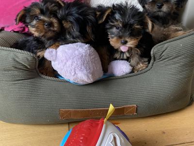 Purebred small Yorkshire Terrier puppies ❤️ in Meath