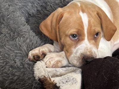English Pointer puppies for sale in Sligo