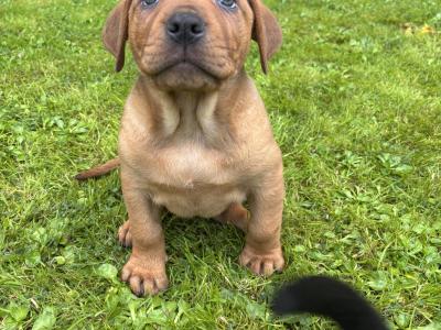 Rottweiler X puppies in Mayo