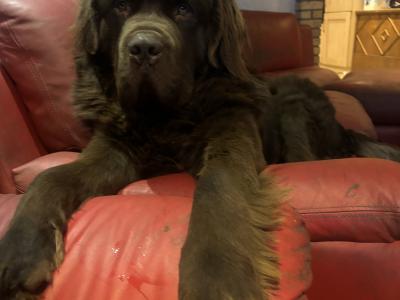 Newfoundland dog
