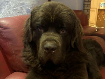 Newfoundland dog