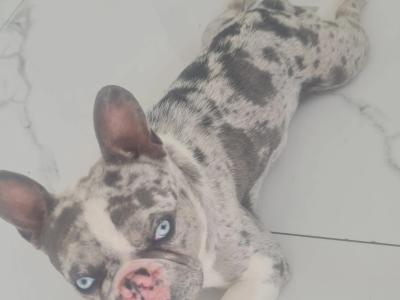 Blue Tan Merle Registered French Bulldog for Stud