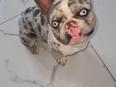 Blue Tan Merle Registered French Bulldog for Stud