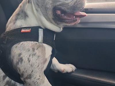 Blue Tan Merle Registered French Bulldog for Stud