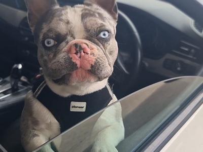 Blue Tan Merle Registered French Bulldog for Stud