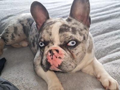 Blue Tan Merle Registered French Bulldog for Stud