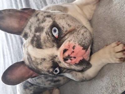 Blue Tan Merle Registered French Bulldog for Stud