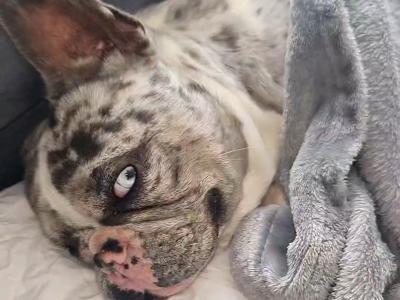 Blue Tan Merle Registered French Bulldog for Stud
