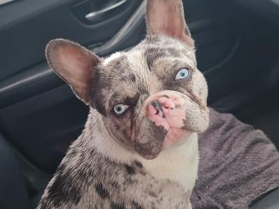 Blue Tan Merle Registered French Bulldog for Stud