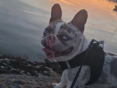 Blue Tan Merle Registered French Bulldog for Stud
