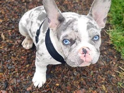 Blue Tan Merle Registered French Bulldog for Stud