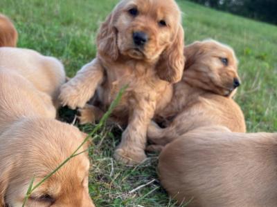 Golden Cocker Spaniel puppies