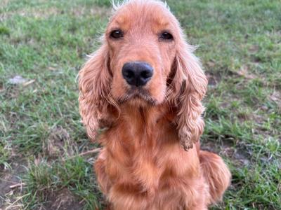 Golden Cocker Spaniel puppies