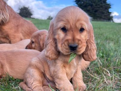 Golden Cocker Spaniel puppies