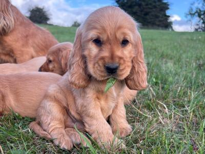 Golden Cocker Spaniel puppies in Kilkenny