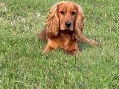 Golden Cocker Spaniel puppies