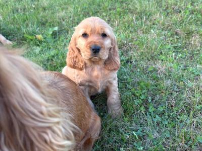Golden Cocker Spaniel puppies