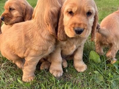 Golden Cocker Spaniel puppies