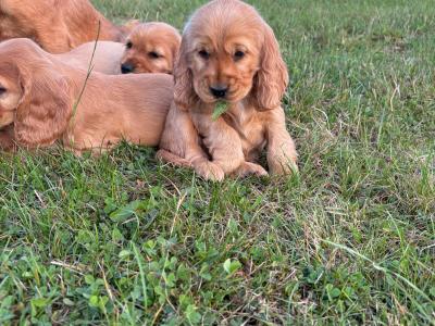Golden Cocker Spaniel puppies