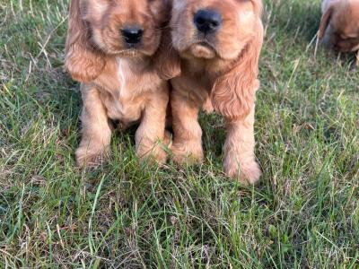 Golden Cocker Spaniel puppies
