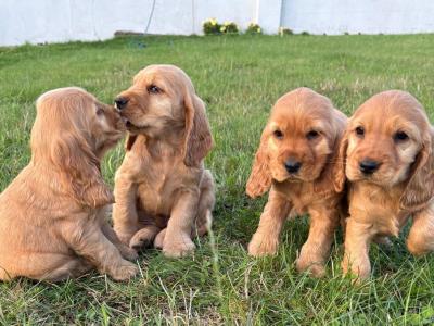 Golden Cocker Spaniel puppies