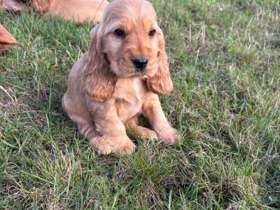 Golden Cocker Spaniel puppies