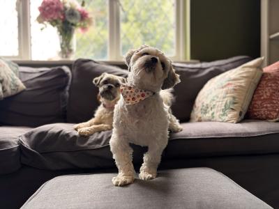 Loving, active home wanted for Indiana Jones