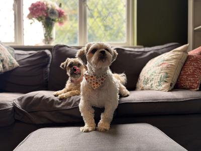 Loving, active home wanted for Indiana Jones