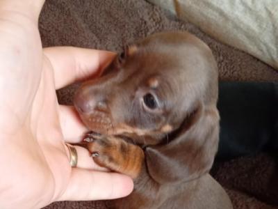 Two miniature Dachshund puppys