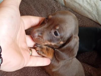 Two miniature Dachshund puppies in Dublin