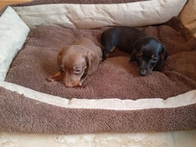 Two miniature Dachshund puppys