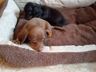Two miniature Dachshund puppys