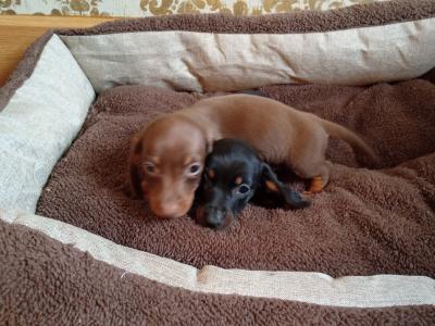 Two miniature Dachshund puppys