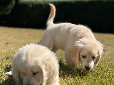 🐶 Golden Retriever puppies🐶