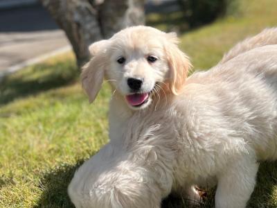 🐶 Golden Retriever puppies🐶