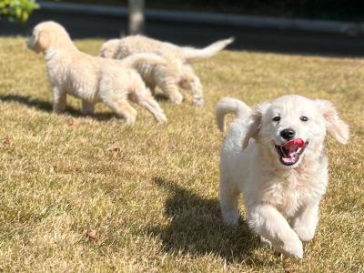 🐶 Golden Retriever puppies🐶