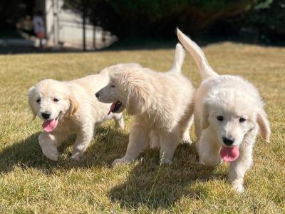🐶 Golden Retriever puppies🐶