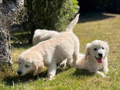 🐶 Golden Retriever puppies🐶
